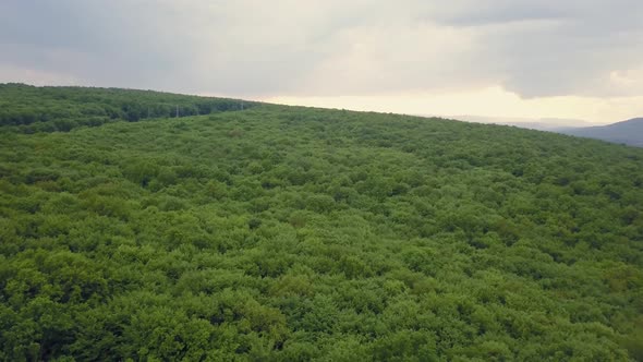 Very dense mixed green forest - view from above, aerial footage with no spaces, very tight. Nature N