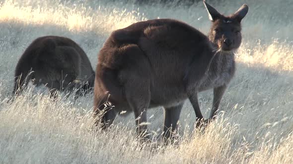 Kangaroo looking up while eating grass in Australia