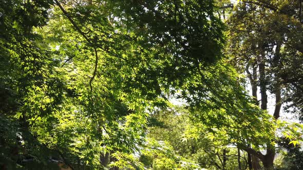 Green Maple Tree