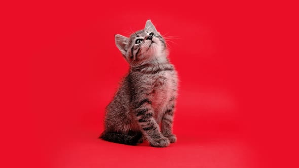 Playful Small Cat Moves Head Against Changing Background