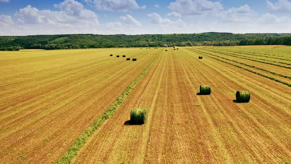 Field with round bales in summer day.