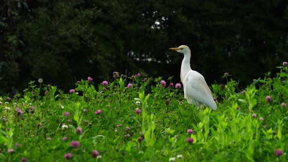 Western Cattle Egret