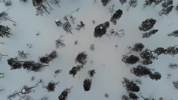 Forest near Saariselkaa, Lapland, Finland