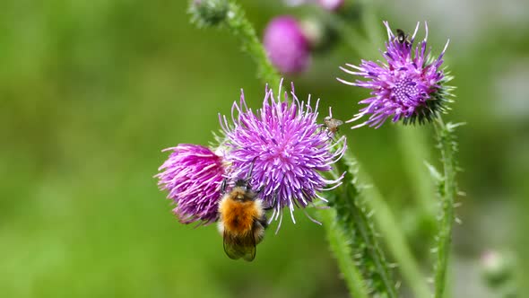 Humblebee and Flies on The Carduus Plant 