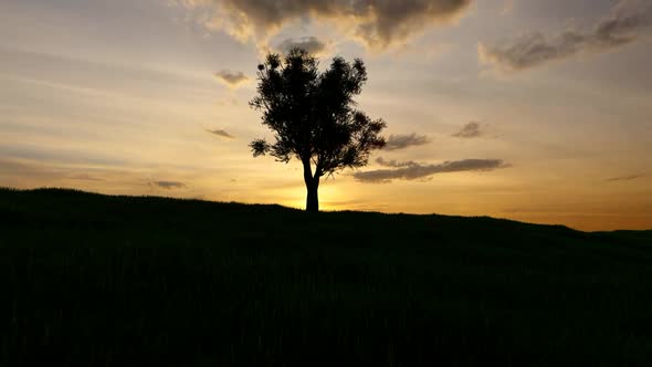 Sunset and Tree View