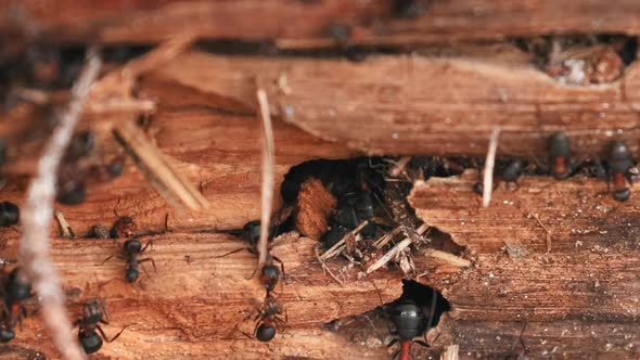 Red Forest Ants (Formica Rufa) On A Fallen Old Tree Trunk