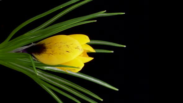 Timelapse of Growing Yellow Crocus Flower