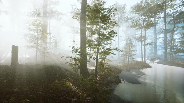 Sun Rising in a Forest with Fog