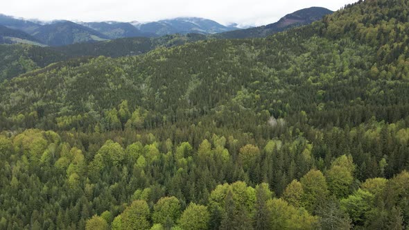 Ukraine, Carpathians: Forest Landscape. Aerial View