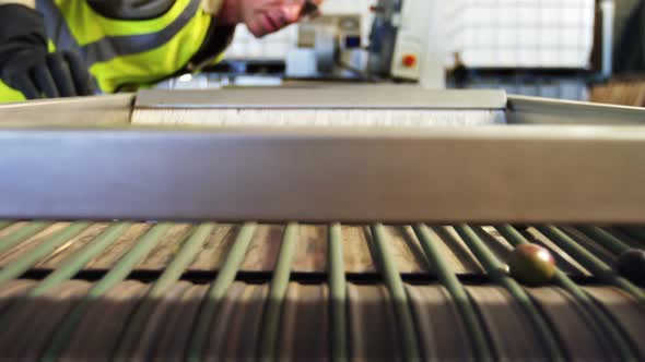 Worker checking olive in machine