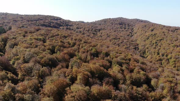 Sabaduri Mountain. Autumn forest. Georgia