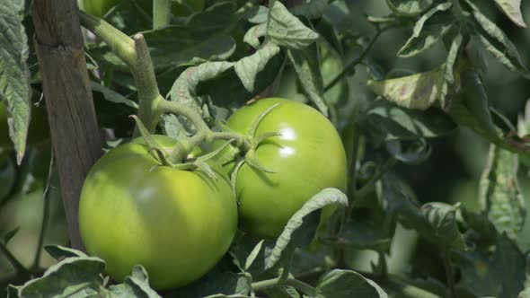 Green Tomatoes in a Orchard