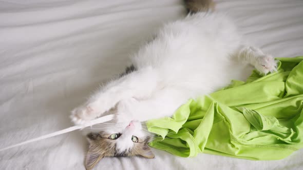 Fluffy Cat Plays with White Rope Gnaws and Holds with Claws