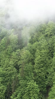 Vertical Video of Fog in the Mountains