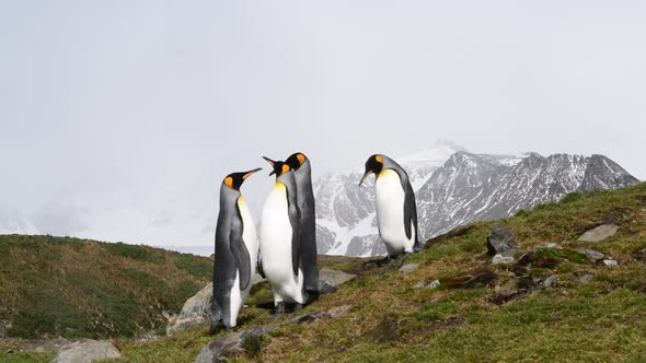 King Penguins on the Beach in South Georgia