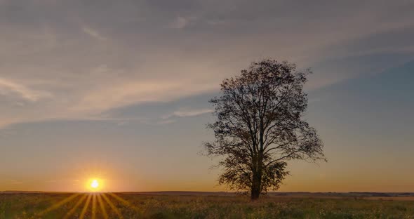 Tree Hyperlapse in the Field During Dawn, Beautiful Autumn Landscape, Timelapse in the Field