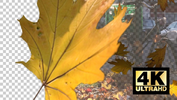 Autumn Leaves Transitions