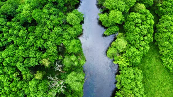 Aerial view of stunning old green forest and river in Tuchola natural park, Poland