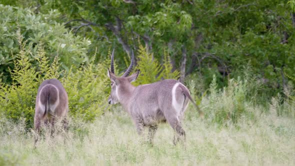 Two Waterbuck rams walk through a grassy field in Botswana. Panning telephoto shot.