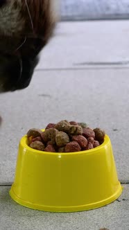 Hungry Stray Homeless Wild Cat Eat Feed From Yellow Bowl on Street or Backyard