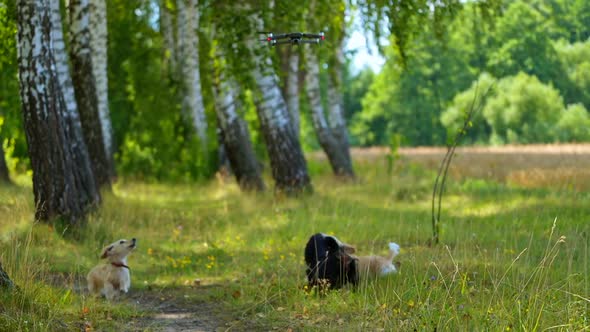 Dogs bark on drone