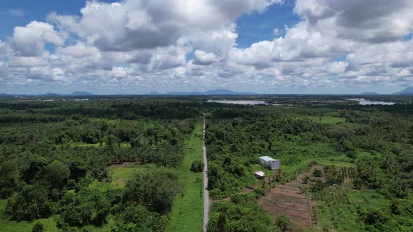 Aerial View of The Palm Oil Estates