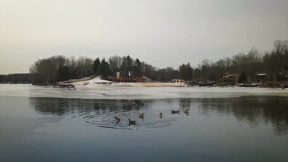 Geese floating on a frozen mountain lake in the middle of winter.