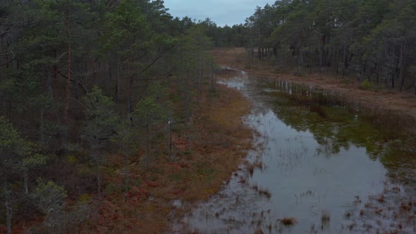 Pine Forest and Bog