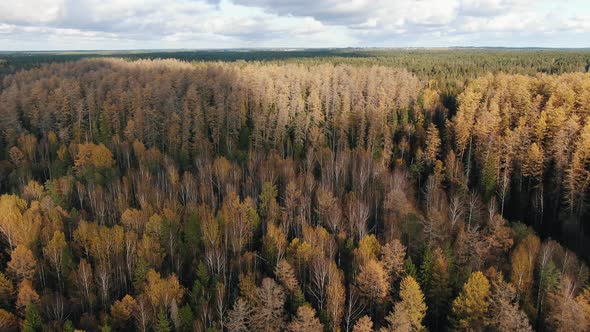 Amazing Forest with Larch and Coniferous Trees on Autumn Day