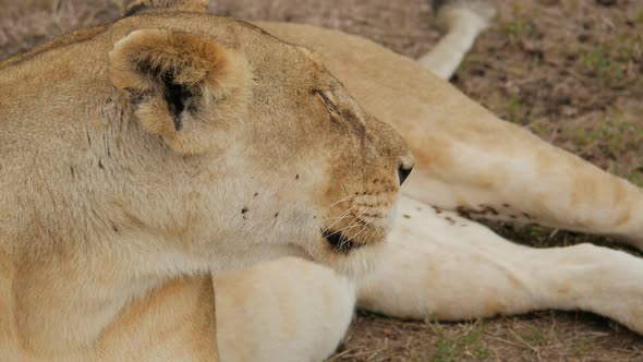 Close up of a lioness 