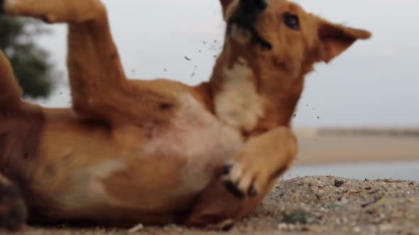 A tripod low angle shot of a goofy homeless dog making a roll towards the camera and stopping in fro