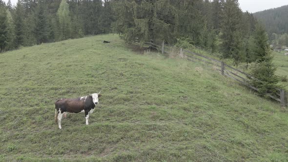 Ukraine, Carpathians: Cow in the Mountains. Aerial, Gray, Flat