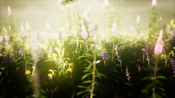 Wild Flowers in the Field