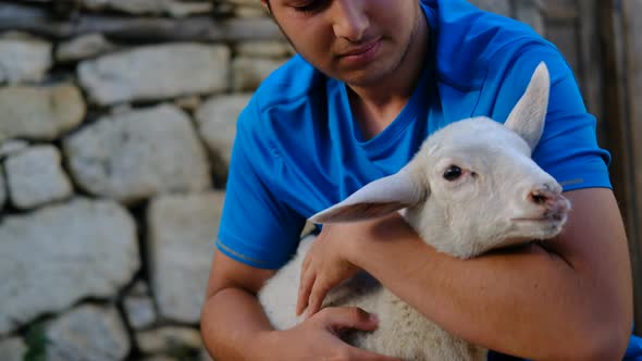 Shepherd Looking After Lamb Barn