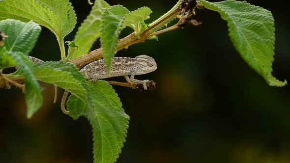 Little Baby Chameleon in a Branch