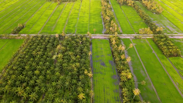 Aerial view oil palm and coconut tree in paddy field