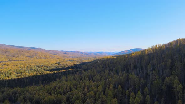 autumn forest from a bird's eye view