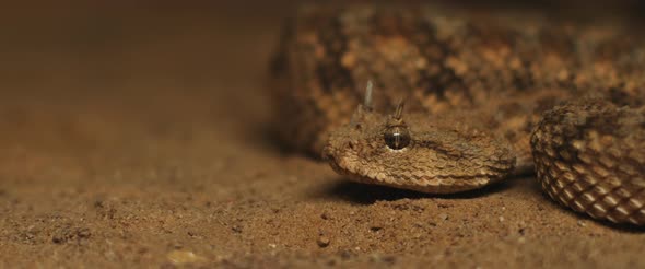 Close up of horned viper snake taking out its tongue while moving