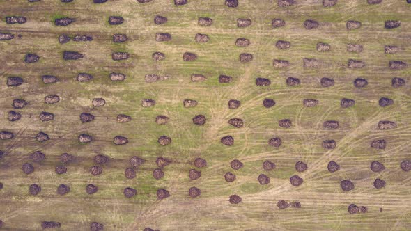 The Cow Dung Heaps in the Farm Field Lie in Even Rows