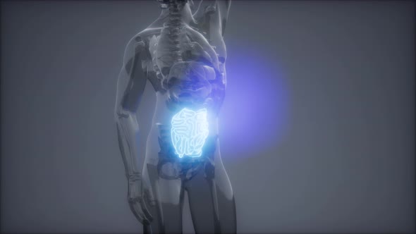 Human Small Intestine Radiology Exam