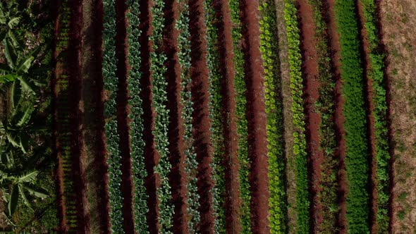 Rows of banana trees and vegetable plant on an organic farm - aerial view descending