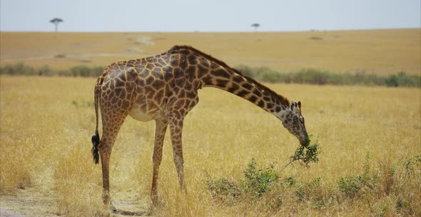 Giraffe eating in the savannah