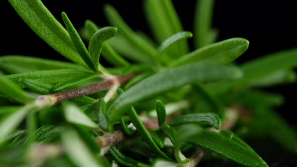 Sprigs of fresh green rosemary macro on black background, sliding shot