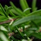 Sprigs of fresh green rosemary macro on black background, sliding shot - VideoHive Item for Sale