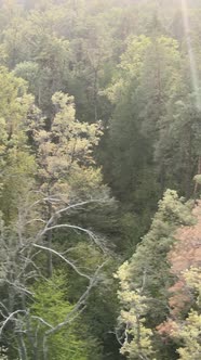 Green Forest on a Summer Day