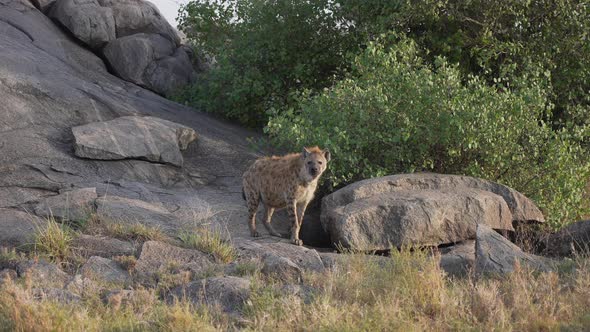 Cinematic wild hyena shot in slow motion. Rock Savanna landscape. Serengeti National Park, Tanzania,