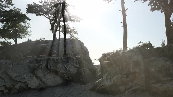 Trees on Rocks in Mountains at Sunset