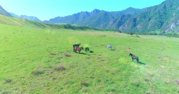 Flight Over Wild Horses Herd on Meadow