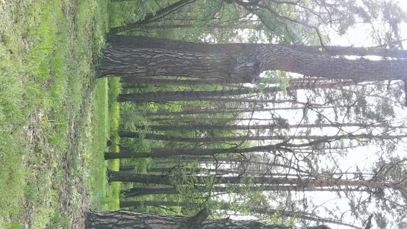 Vertical Video of a Beautiful Green Pine Forest on a Summer Day Slow Motion