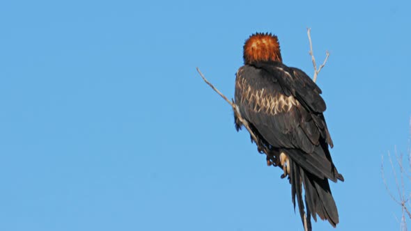 close up of a black breasted buzzard perched in a tree